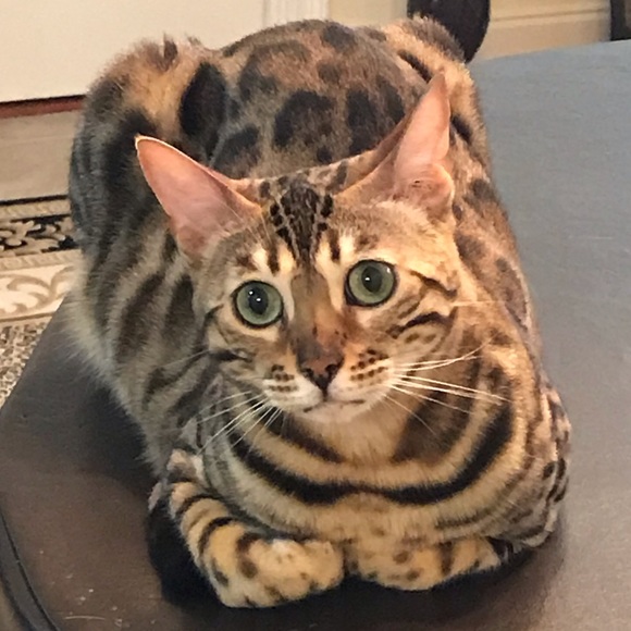 Meet your Posher, Anna - Picture 3 of 5